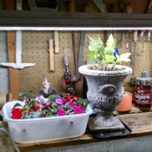 LED Tubes Help Flowers Bloom in December