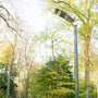 Solar LED Area Light Light - 20W mounted on pole in a wooded outdoor area during daytime