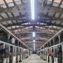 Brightly lit stable aisle featuring 8ft LED Tube 42W 6,930 lm R17D HO installed for high output lighting.